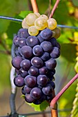 Cross fertilised grapes