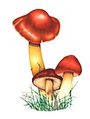Crimson waxcap mushrooms,artwork