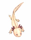 Axolotl,artwork