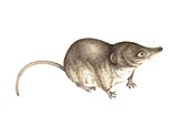 Eurasian pygmy shrew,artwork