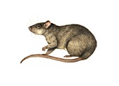 Brown rat,artwork