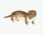 Common weasel,artwork