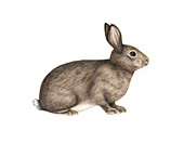 European rabbit,artwork