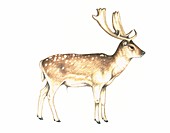 Fallow deer,artwork