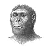 Australopithecus sediba head