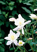 Columbine (Aquilegia 'Snow Queen')