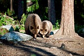 European brown bear mother and cub