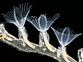 Plumatella bryozoa,light micrograph