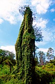 Climbing fern (Lygodium sp.)