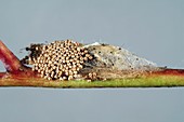 Vapourer moth eggs