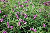 Sage (Salvia lencantha)