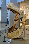 Prehistoric shark jaws