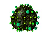 Flu virus particle,artwork