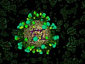 Flu virus particles,artwork