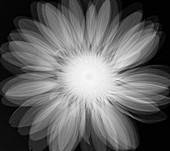 Gerbera sp. flower,X-ray