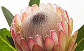 Protea 'Susara' flower