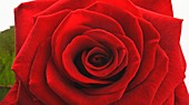 Rose (Rosa 'Grand Prix')