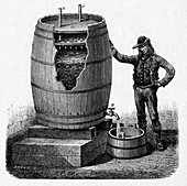 Vinegar production,19th century
