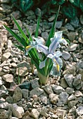 Iris x sino-pers flowers