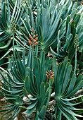 Fan aloe (Aloe plicatilis)