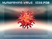Rhinovirus particle,artwork