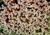 Spanish stonecrop (Sedum hispanicum)
