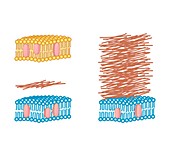Bacterial cell wall comparison,artwork