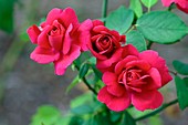 Rose (Rosa 'Souvenir de Therese Levet')