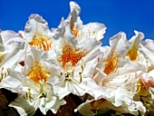 Rhododendron chionoides