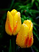 Tulips (Tulipa 'Ice Lolly')
