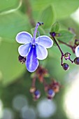 Clerodendrum myricoides 'Ugandense'