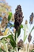 Great Millet (Sorghum bicolor)