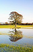 Flooded farmland fields