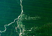 Deforestation in the Amazon,1986