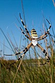 Wasp spider