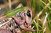 Wart-biter bush cricket