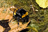 Bumblebee drinking