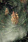 Pine cone pollen release