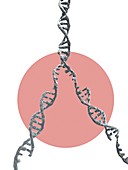 DNA replication,artwork