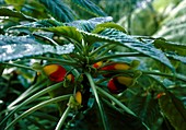 Parrot plant (Impatiens niamniamensis)