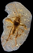 Mole cricket fossil
