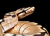 Pastel variant royal python