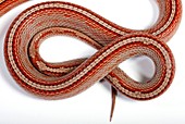 Corn snake tail