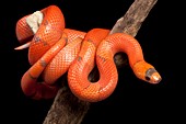 Honduran milk snake