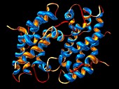 Calprotectin protein molecule