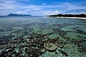 Shallow coral reef