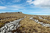 Stone runs,Falkland Islands