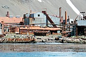 Leith whaling station,South Georgia