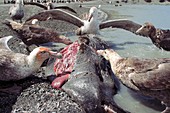 Southern giant petrels scavenging