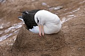 Black-browed albatross nesting